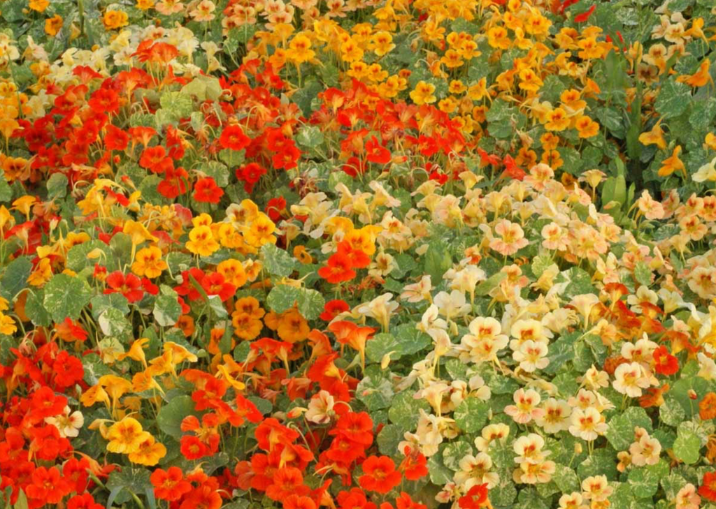 Easy-to-Grow Nasturtium Alaska Mix: Perfect for Novice Gardeners