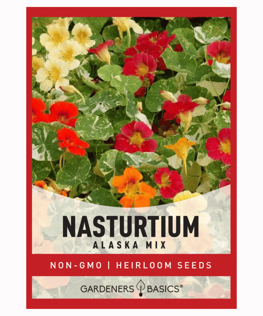 Nasturtium Alaska Mix Flower Seeds Tropaeolum nanum Edible Flowers Variegated Leaves Award-Winning Plants Bumble Bee Attraction Full Sun Easy-to-Grow Garden Beauty Dwarf Nasturtium Summer Blooming Fall Blooming Royal Horticultural Society Colorful Garnish