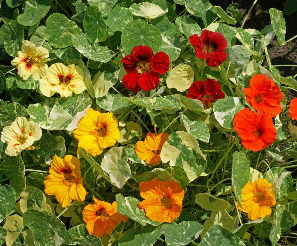 Grow Your Own Edible Garden with Nasturtium Alaska Mix Seeds