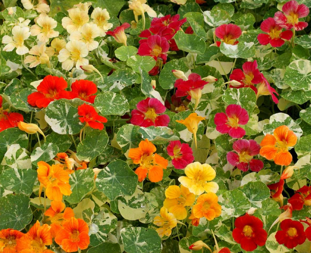 Tropaeolum nanum: Grow Stunning Nasturtium Alaska Mix Flowers