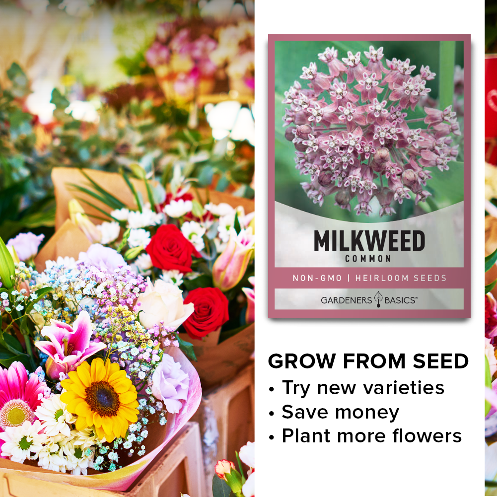 Native Pink Flowers for Full Sun Gardens: Common Milkweed's Vibrant Beauty