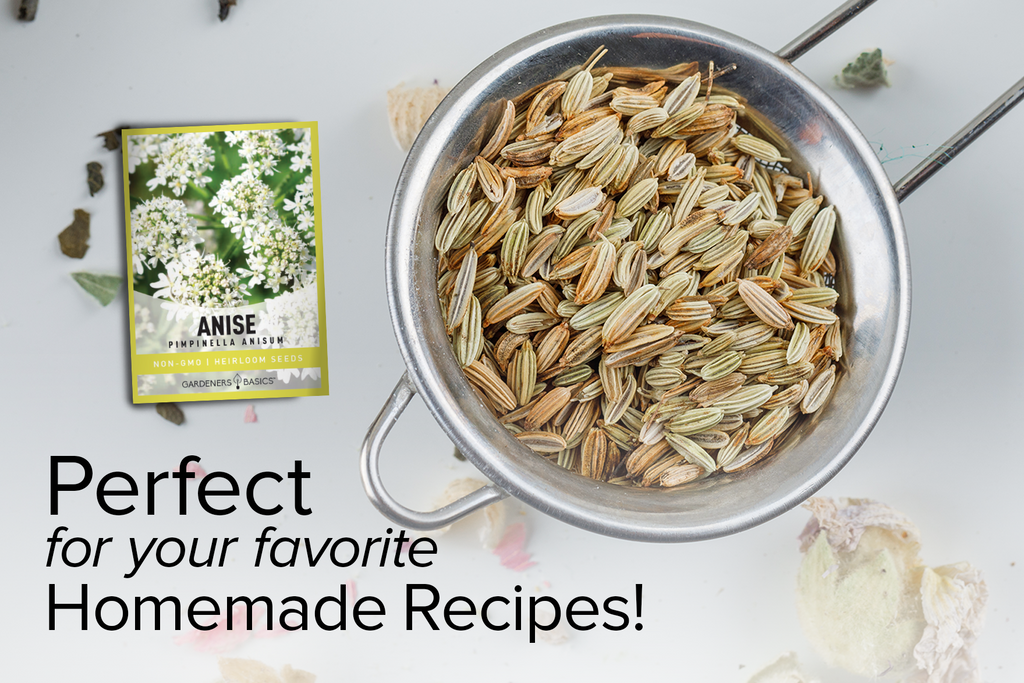 Anise Seeds for Your Home Garden – Experience the Aroma & Flavor