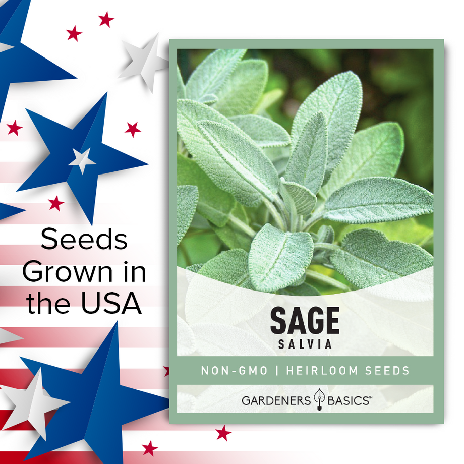 Sage (Salvia Officinalis) Great Garden Heirloom Herb 100 Seeds