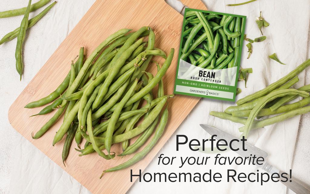 The Ultimate Green Bean Variety: Non-GMO Bush Contender Beans