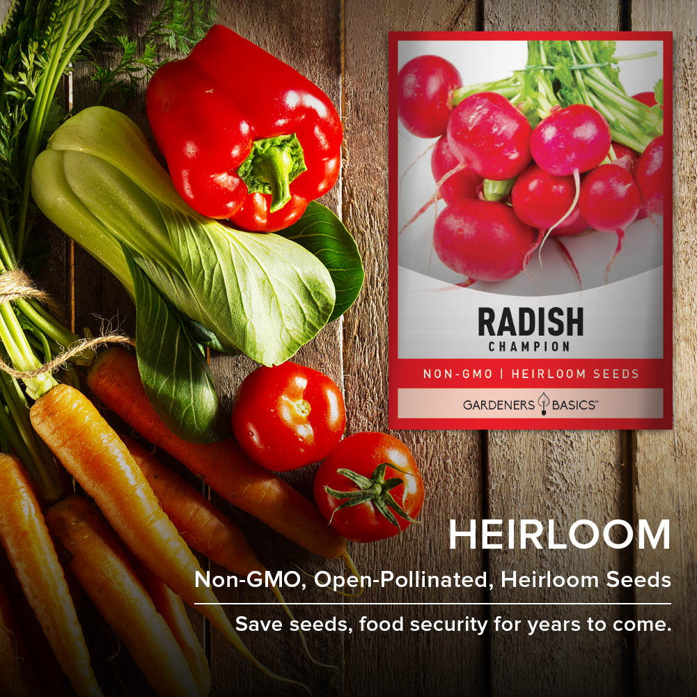 Planting Champion Radish Seeds for a Healthier, Tastier Garden