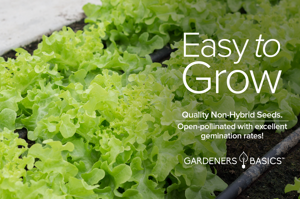 Grand Rapids TBR Lettuce Seeds: The Perfect Addition to Your Home Garden
