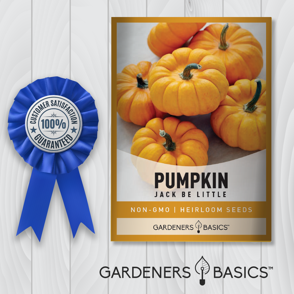 Jack Be Little pumpkin seeds for growing small orange pumpkins