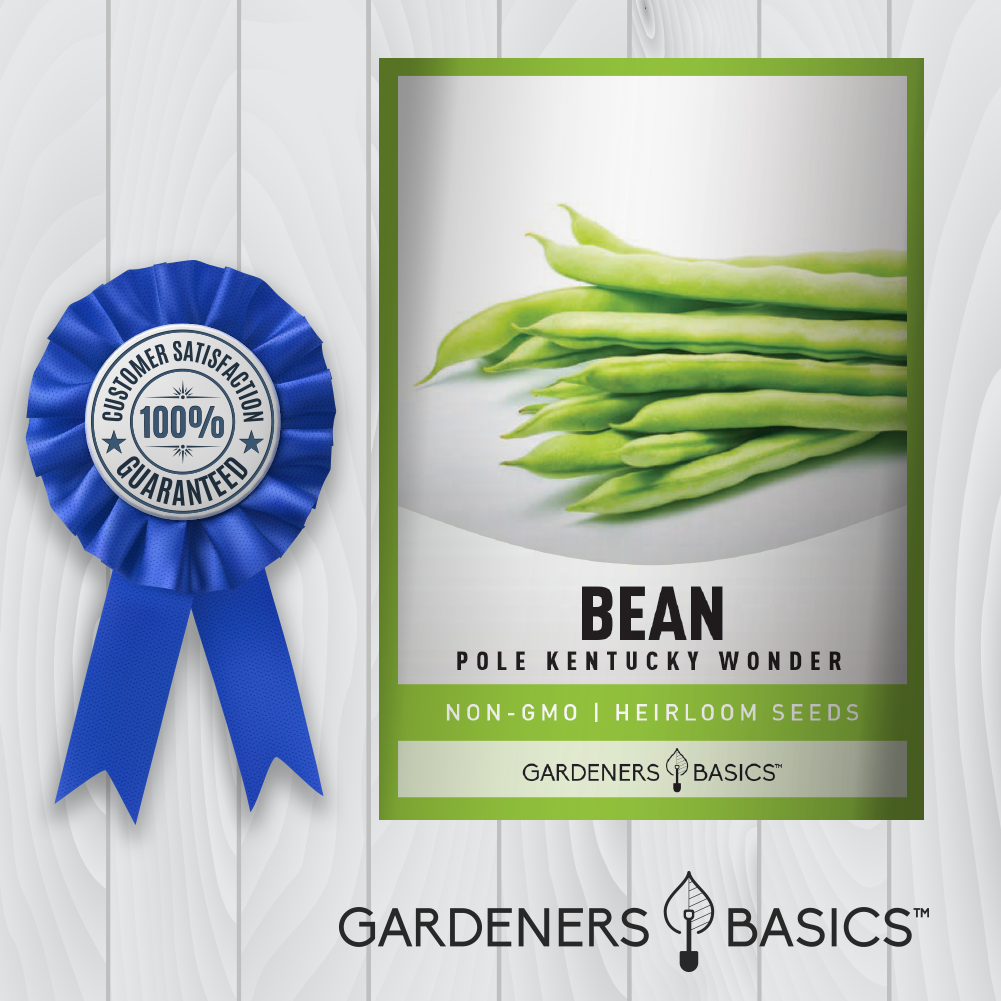 Heirloom Organic Kentucky Wonder Pole Bean Seeds for Bountiful Gardens