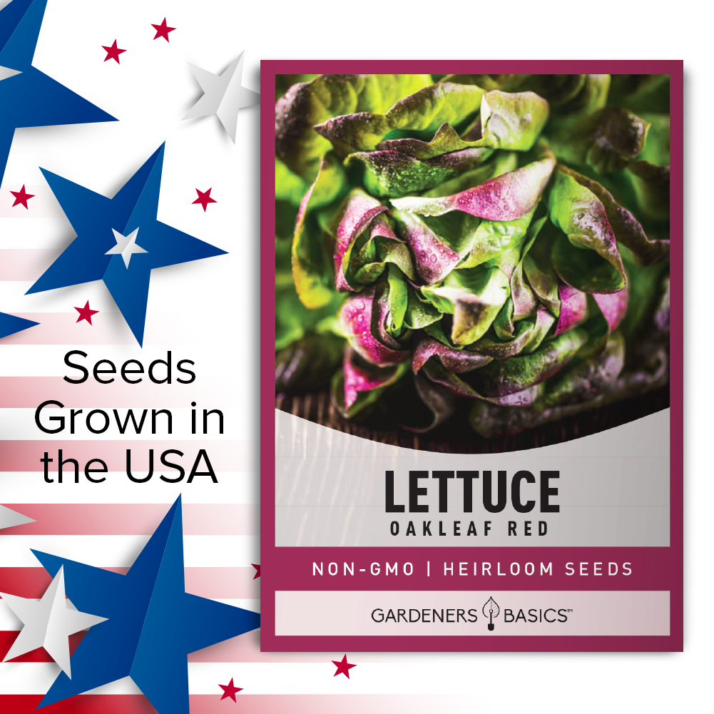 Grow Your Own Salad Ingredients – Red Oakleaf Lettuce Seeds for Planting