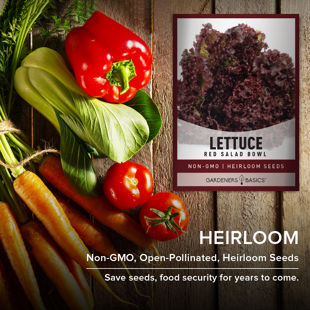 Red Salad Bowl Lettuce Seeds - Perfect for Home Gardens & Small-Scale Farms