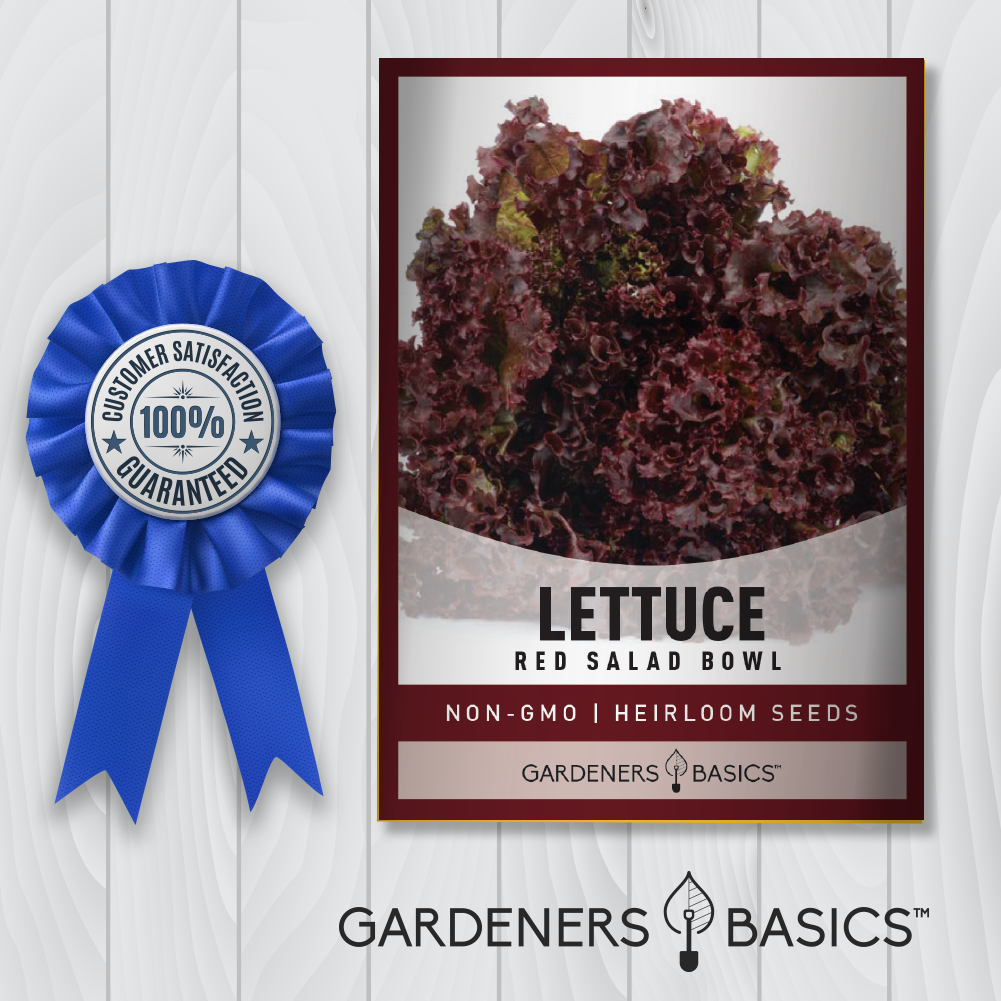 Heirloom Red Salad Bowl Lettuce Seeds - A Classic Favorite for Fresh Salads