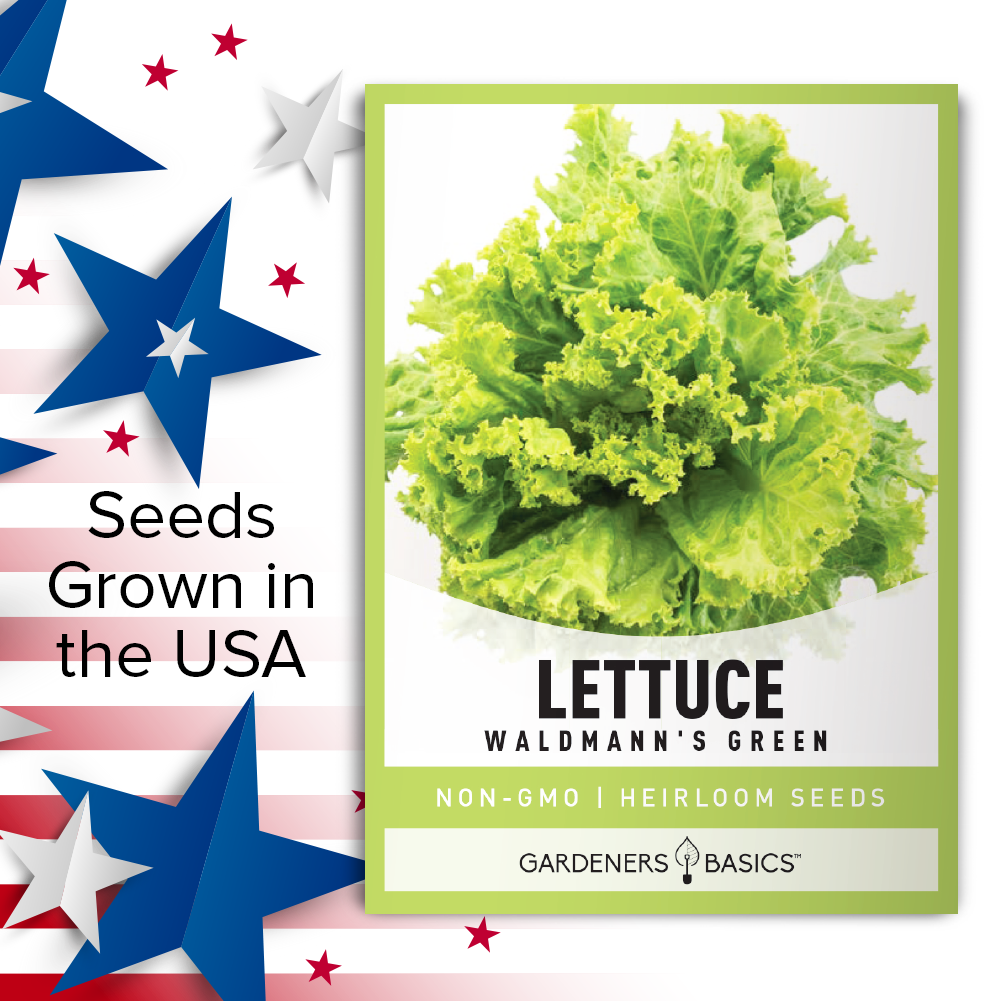 Master the Art of Growing Waldmann's Green Leaf Lettuce with Quality Seeds