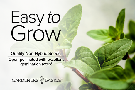 Italian Oregano Seeds For Planting Non-GMO Seeds For Home Herb Garden Easy To Grow