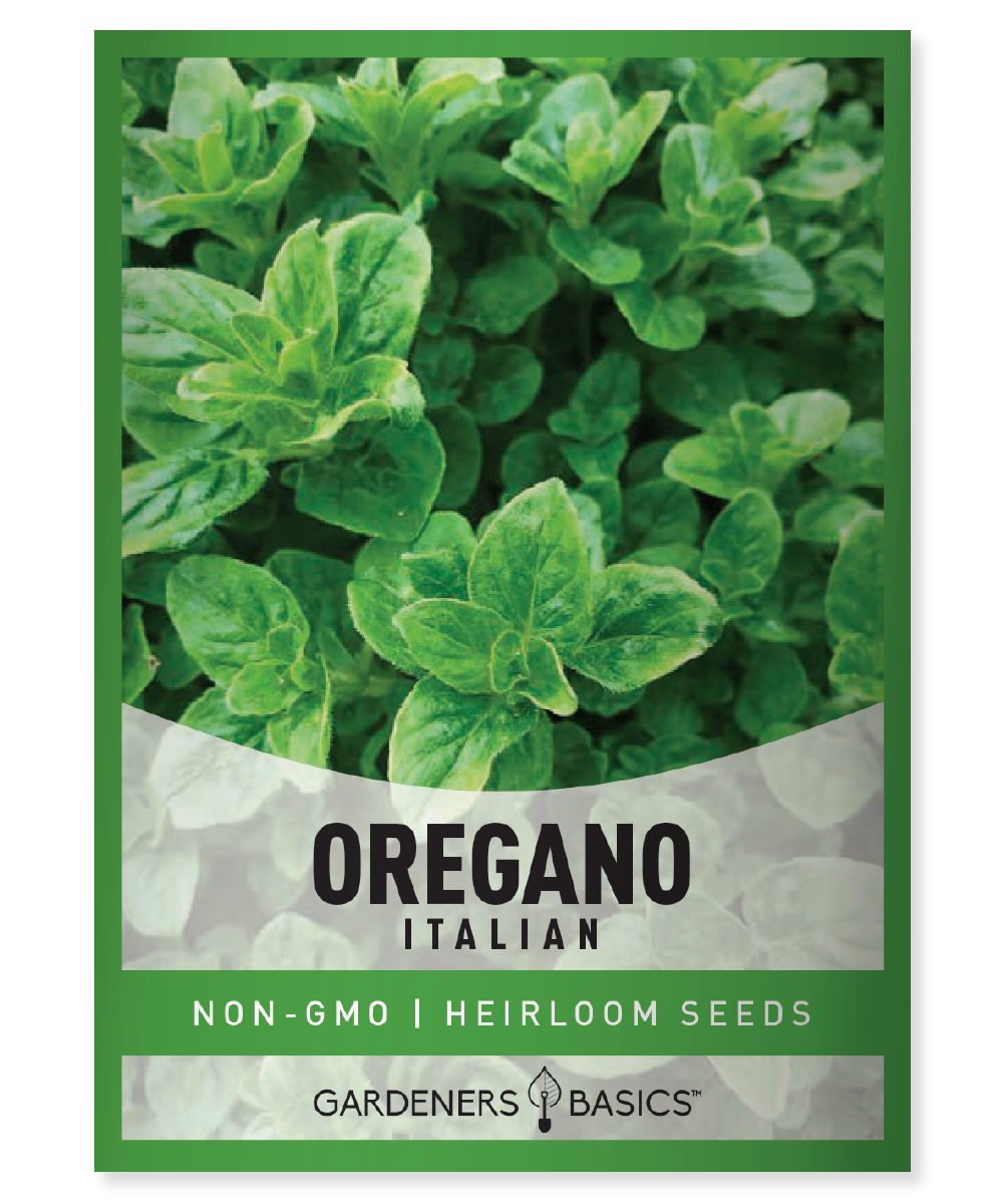 plant oregano seeds Italian Oregano Seeds for Planting