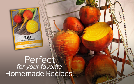 From Seed to Harvest: Your Golden Detroit Beet Journey