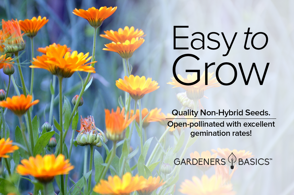 How to Grow and Care for Pacific Beauty Mix Calendula