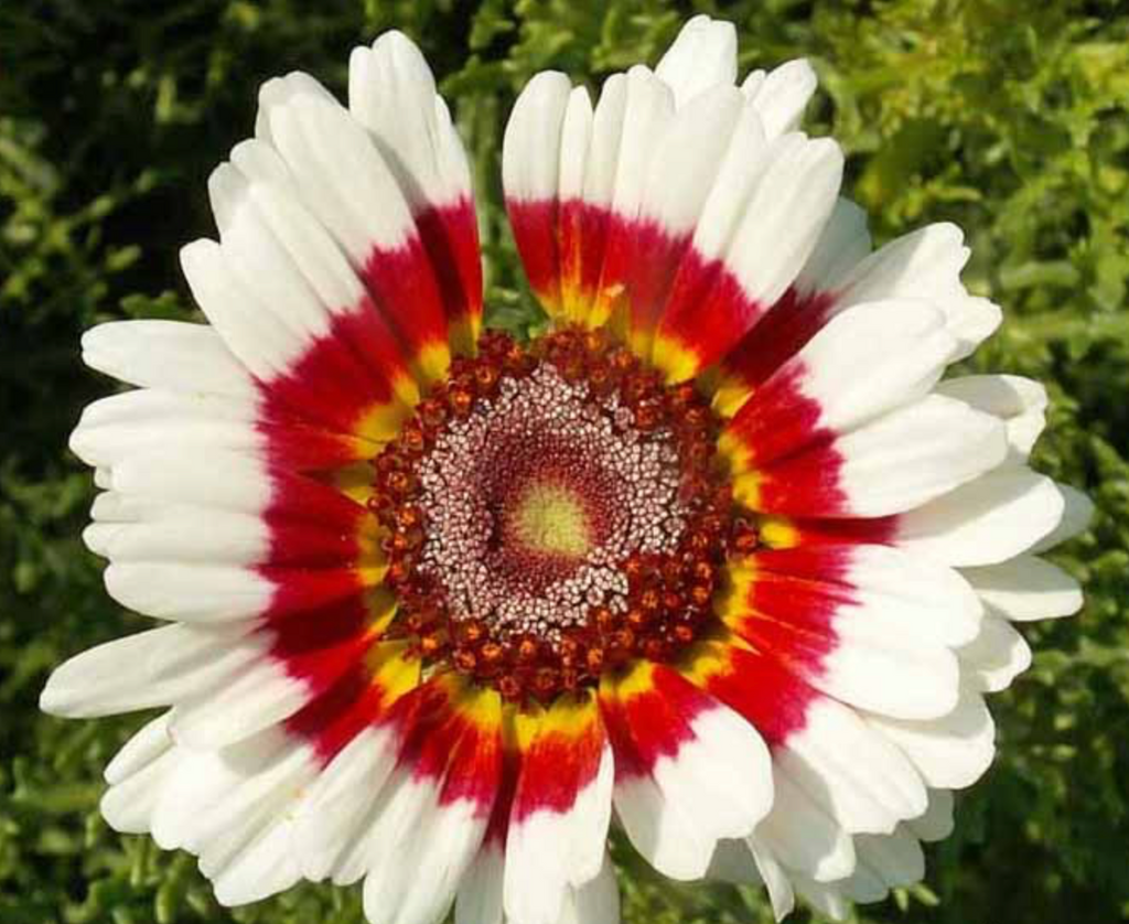 Growing Painted Daisy: Tips and Tricks for Success