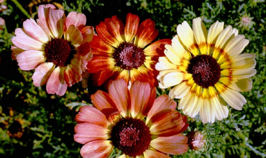 Unleash Your Creativity with Painted Daisy in Flower Mixtures