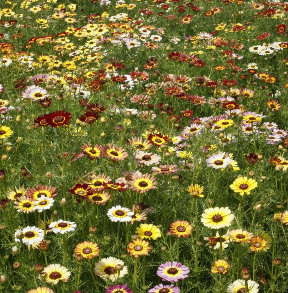 The Delightful Multi-Colored Blooms of Painted Daisy