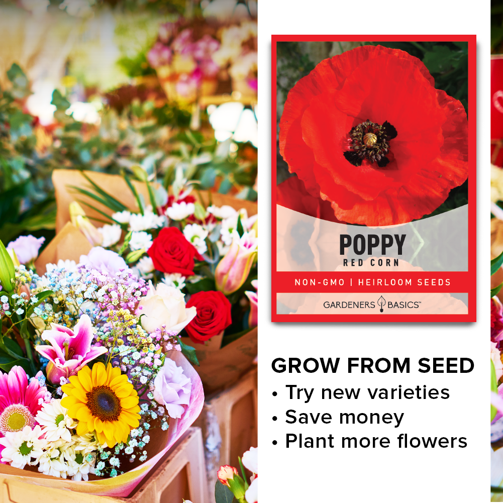 Papaver Rhoeas: The Gorgeous Red Corn Poppy Flower