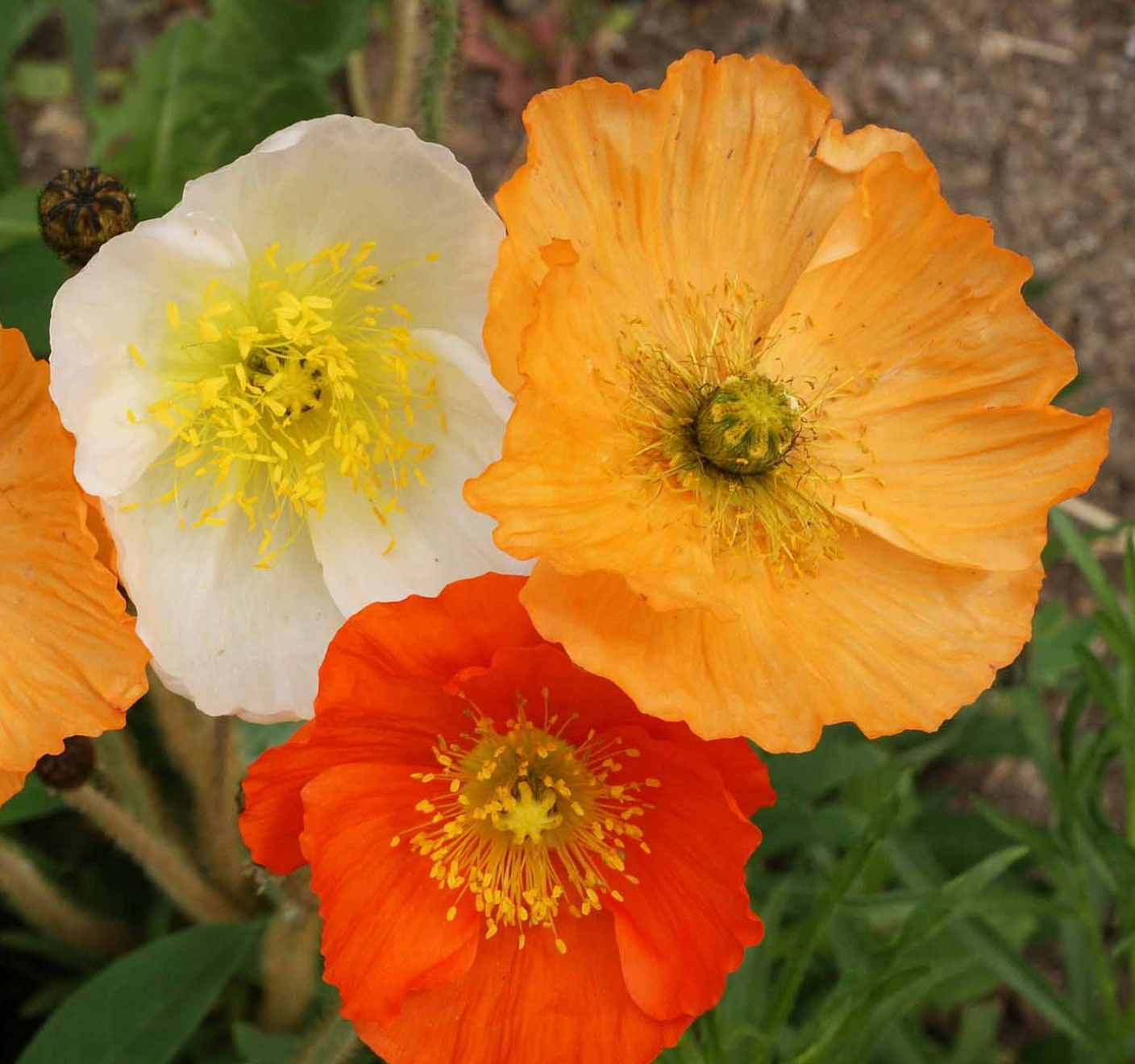 poppy seed planting depth Iceland Poppy Seeds for Planting