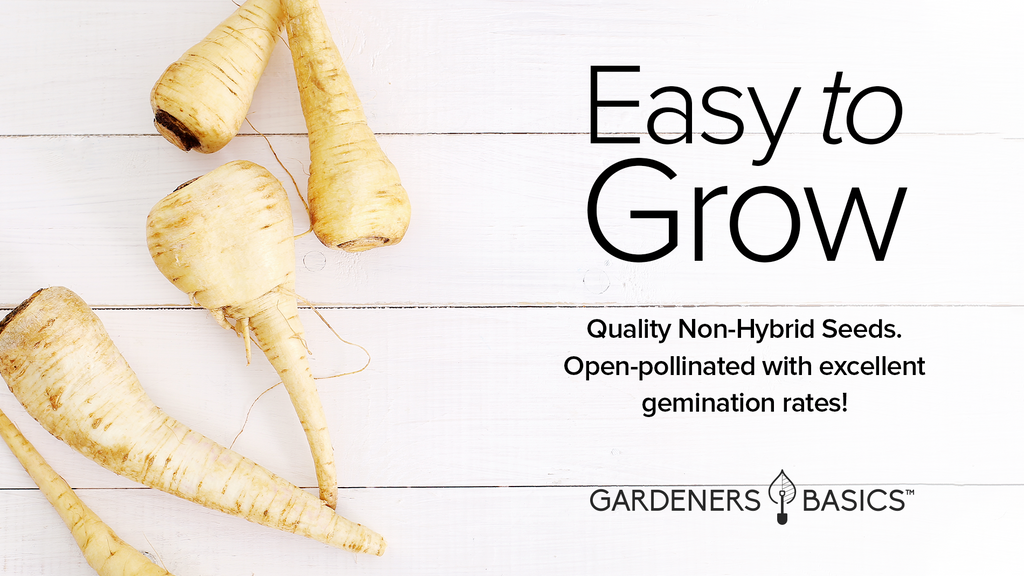 Harris Model Parsnip Seeds For Planting Non-GMO Seeds For Home Vegetable Garden Easy To Grow