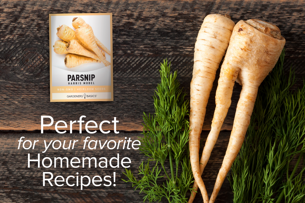 Harris Model Parsnip Seeds For Planting Non-GMO Seeds For Home Vegetable Garden Homemade Recipes