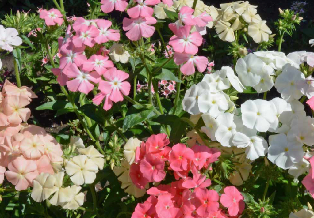 Phlox Pastel Shades Mix: Beautiful Annual Blooms for Every Garden