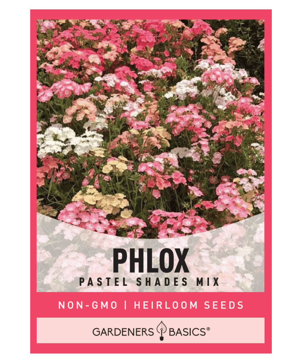 Pastel Shades Mix Phlox Flower Seeds for Planting