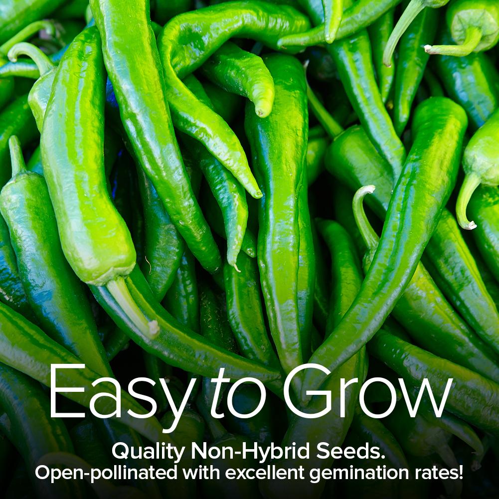 Anaheim Pepper Seeds For Planting Heirloom Vegetable Seeds For Home Garden