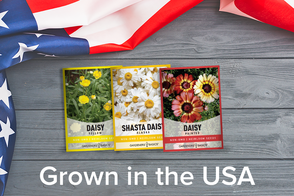 Grow Giant or Dwarf Daisies with Our Seed Pack Assortment