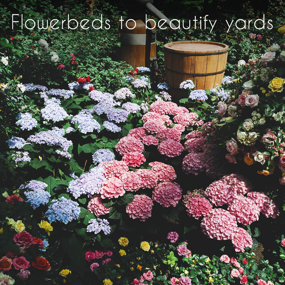 annual garden seeds Wildflower, Perennial, Annual Flower Seed Kit