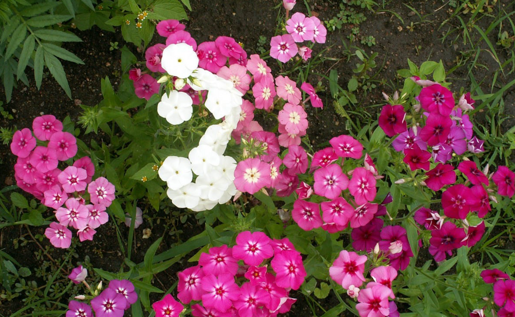 Mixed Phlox Drummondii - Self-Sowing Annual Flowers for Easy, Beautiful Gardening