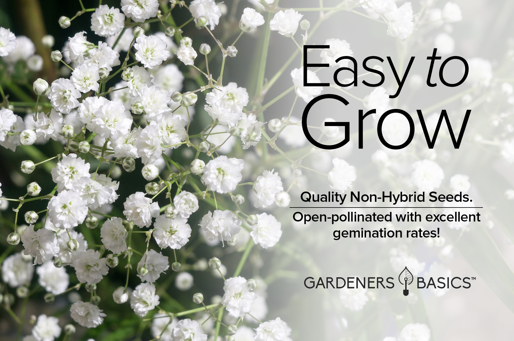 Baby's Breath Seeds for Planting Gpsophila - Beautiful Annual Cut Flower for Flower Arrangements and Beautiful in Flower Beds in Summer Gardens Too