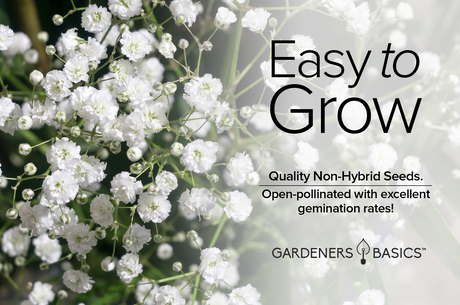 Gypsophila elegans Flower Seeds: Create a Serene and Romantic Garden