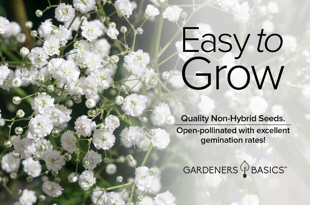 Gypsophila elegans Flower Seeds: Create a Serene and Romantic Garden