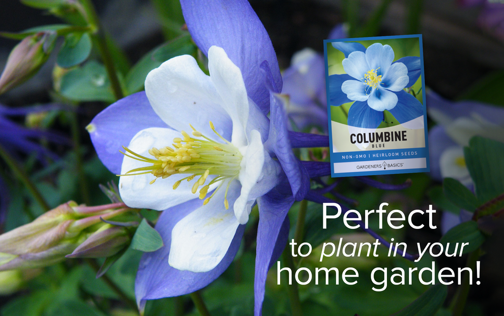 Discover the Charm of Blue Columbine - Plant These Perennial Seeds