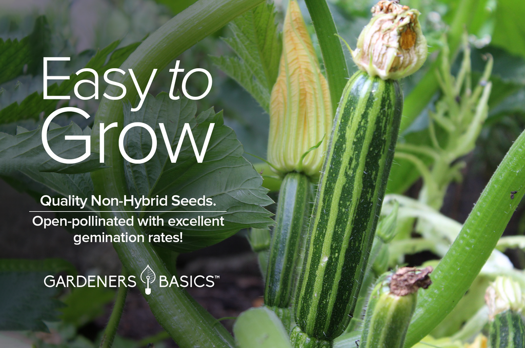 Grow the Perfect Zucchini with Our Caserta Zucchini Seeds