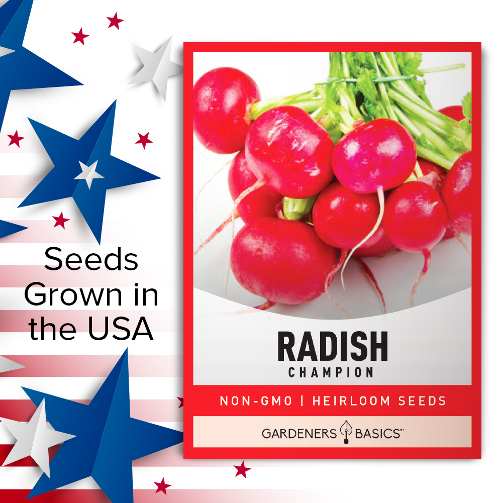 Champion Radish Seeds: The Ideal Addition to Your Vegetable Garden