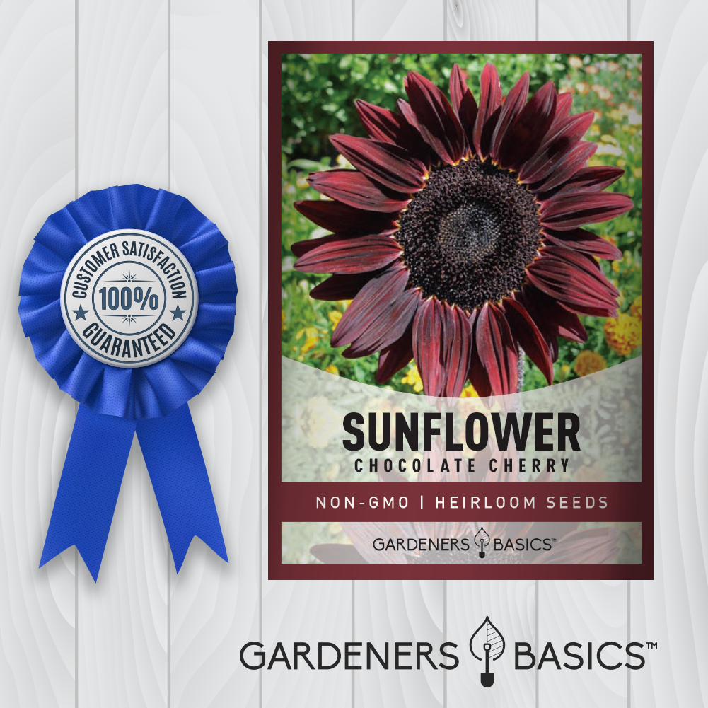 Attract Pollinators and Impress Guests with Chocolate Cherry Sunflowers