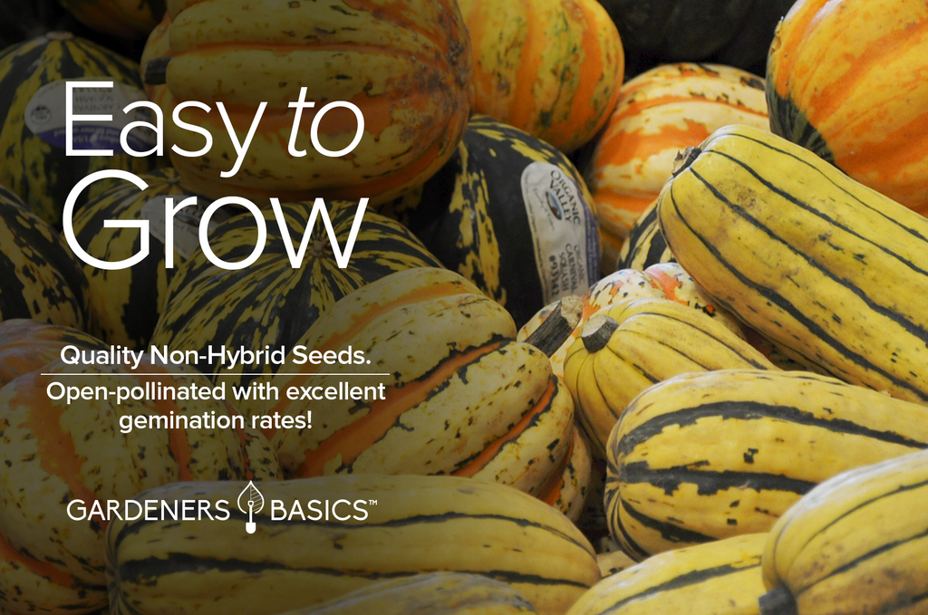 Plant the Perfect Delicata Squash Garden with Our Premium Seeds