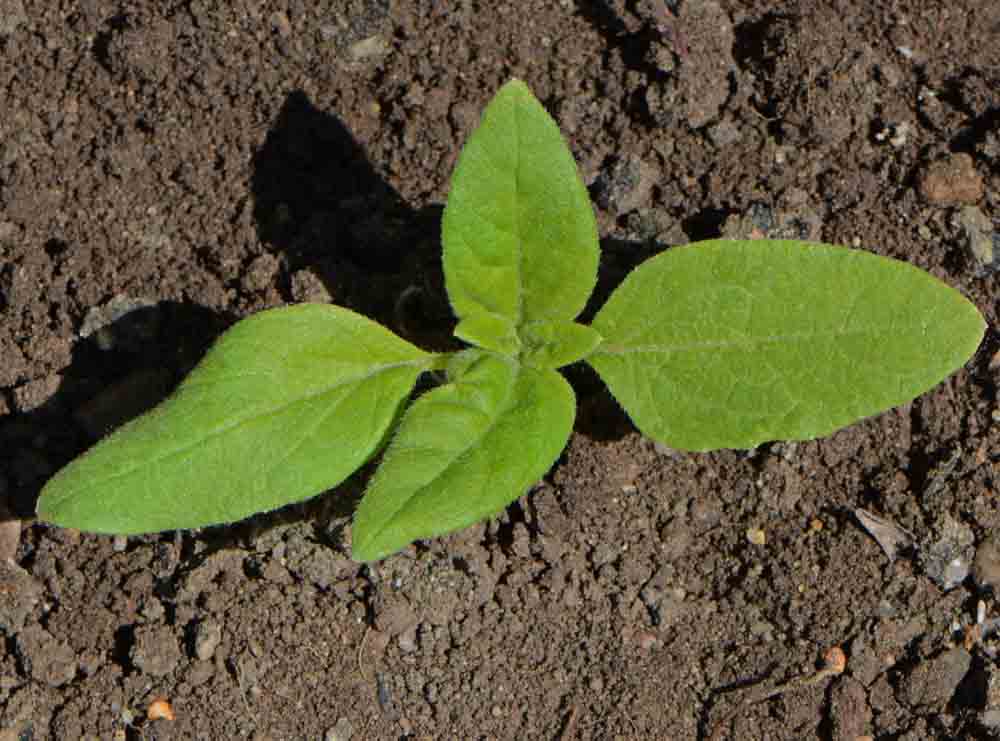 Teddy Bear Sunflowers - Plant Dwarf Sungold Seeds for a Distinctive Garden Accent