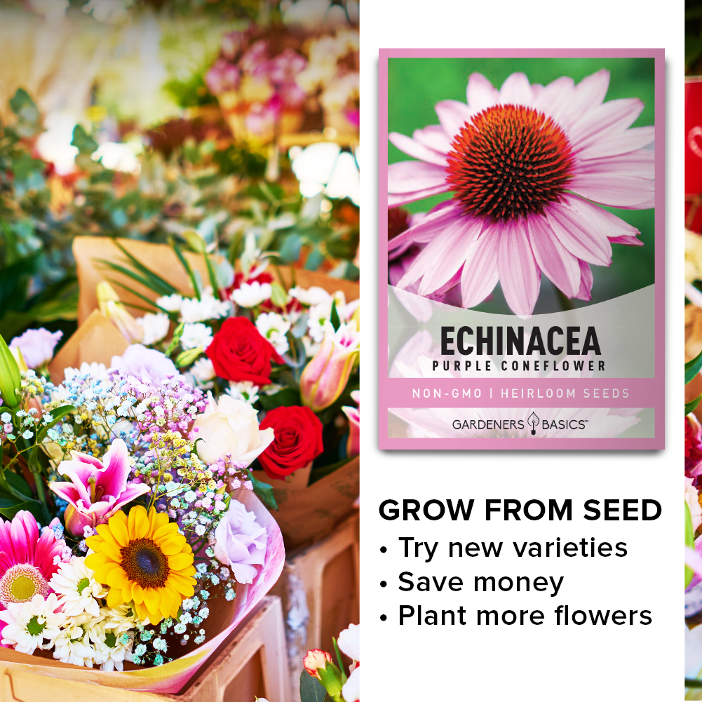 Echinacea Seeds - Purple Coneflower for Long-Blooming, Pollinator-Attracting Gardens
