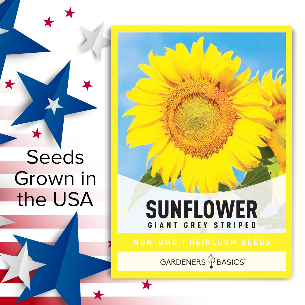 Unleash the Giant: Grow Grey Stripe Mammoth Sunflowers in Your Garden