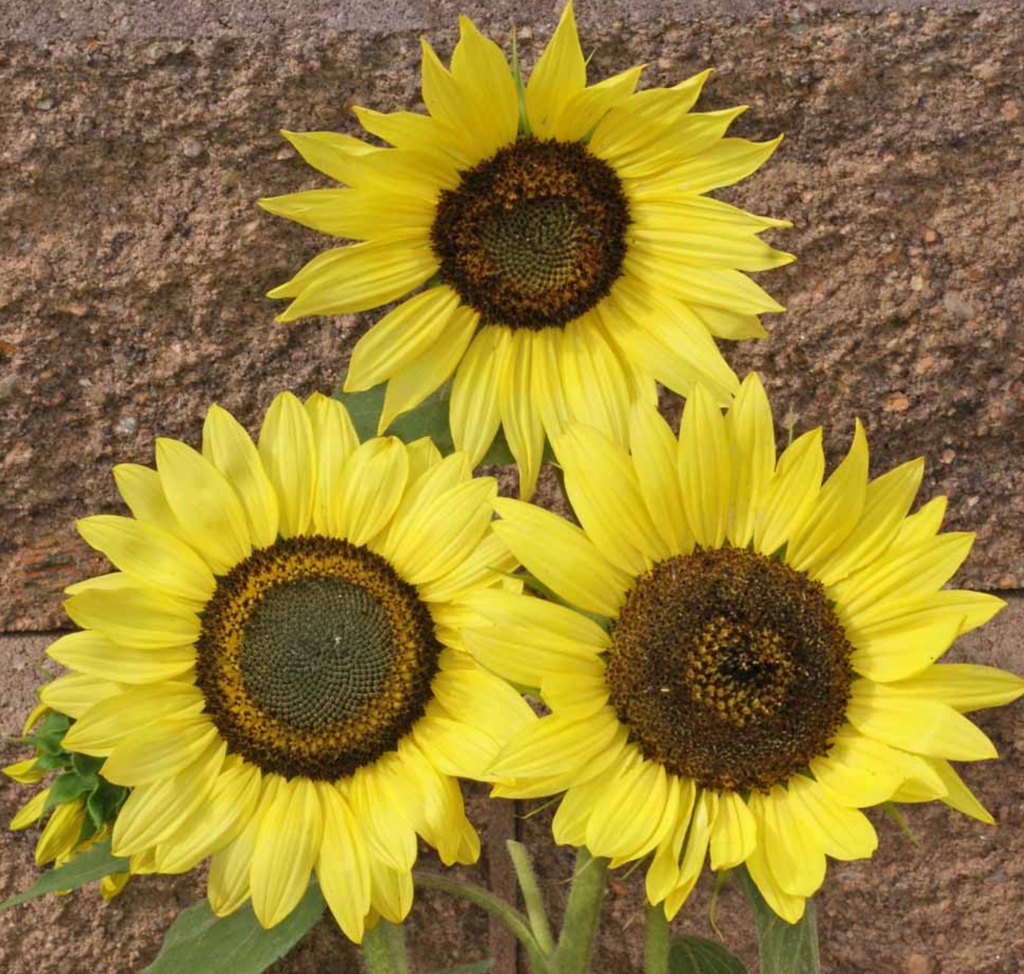 Lemon Queen Sunflowers: A Striking Addition to Your Flower Garden