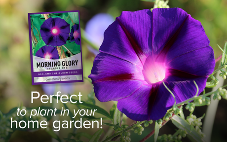 Unleash the Beauty of Grandpa Ott Morning Glory Vines in Your Garden