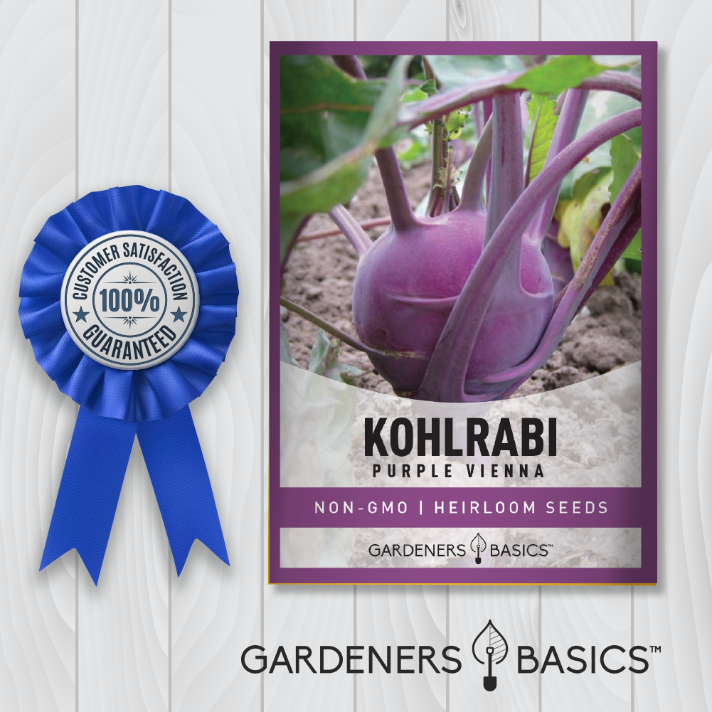 Plant Purple Vienna Kohlrabi for a Bountiful, Nutrient-Dense Harvest