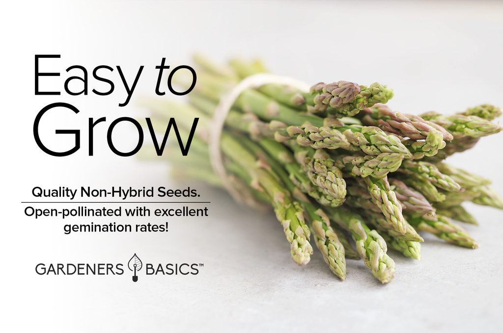 Easy-to-Grow Mary Washington Asparagus Seeds for Beginners