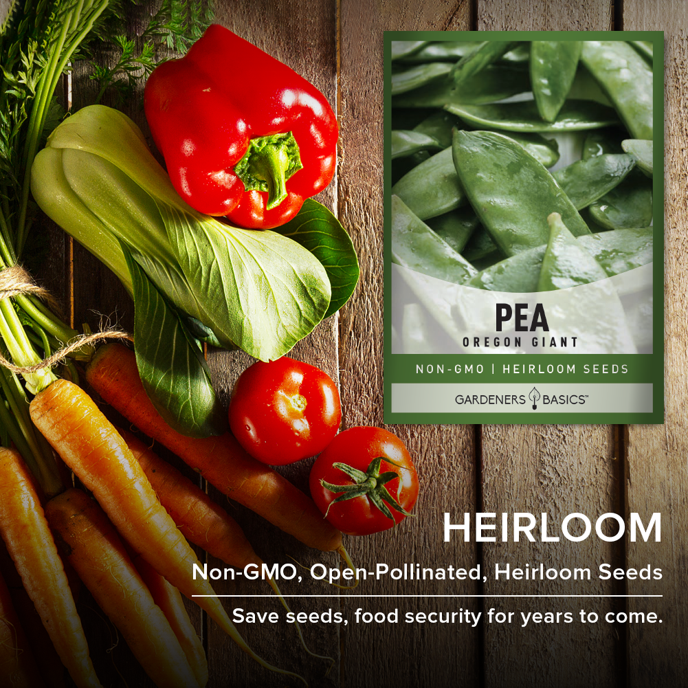 Oregon Giant Pea Seeds: The Secret to a Thriving, Delicious Garden