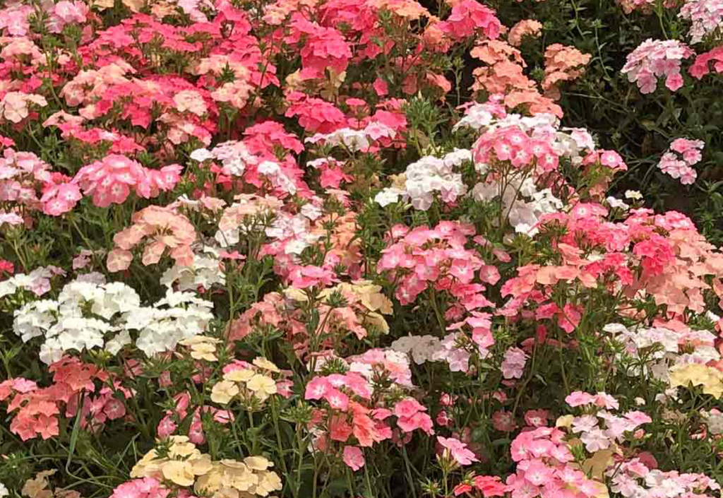 Pastel Colored Phlox Flower Seeds: Bring Elegance to Your Outdoor Space